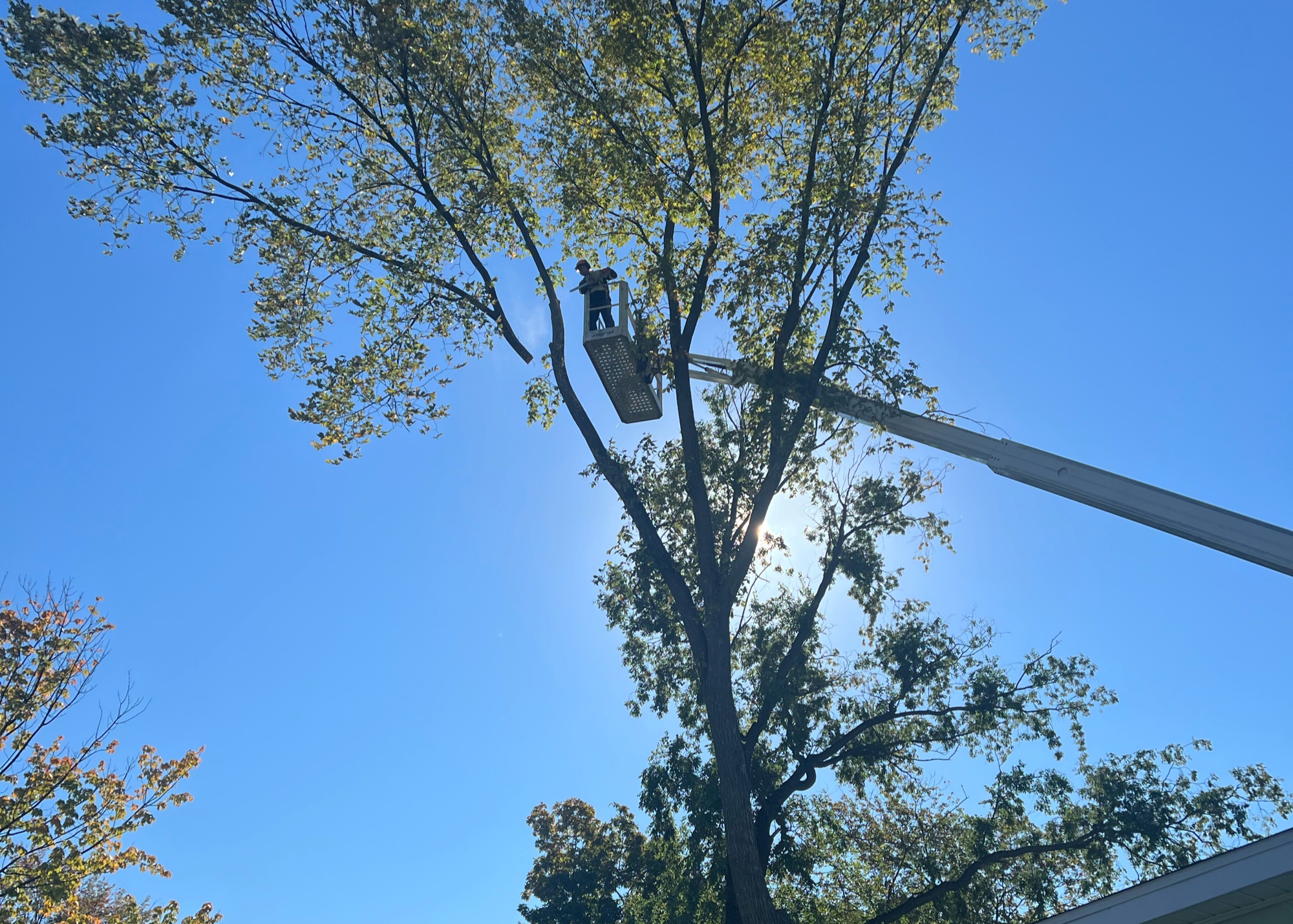 Tree Cutting Services Niagara