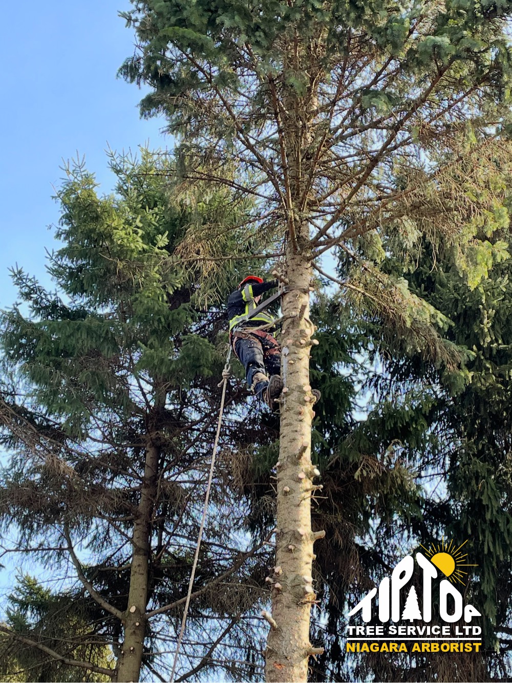 Tree Removal in Niagara